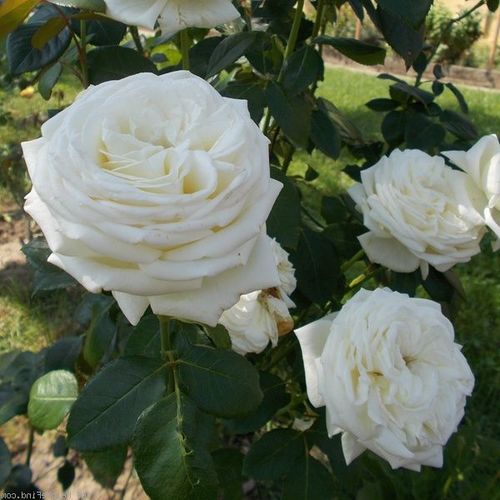 Intenzívna vôňa ruží - Ruža - Pierre Arditi® - 